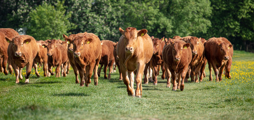 Cattle in a grazing Meadow in summer