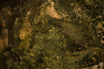 Mossy texture of the bark of a tree trunk