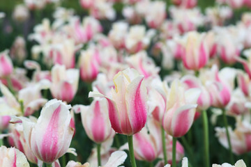 Beautiful white and pink tulips with green leaves in the tulip field