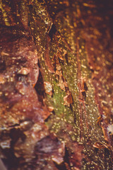 Detail of a tree bark peeling, focus in the center