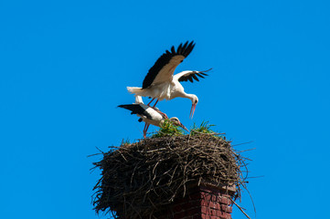 Stork birds on the nest on a beautiful day on the blue sky background