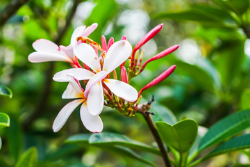 The beautiful flowers in the garden.