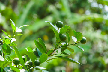 The fresh and green lemons.