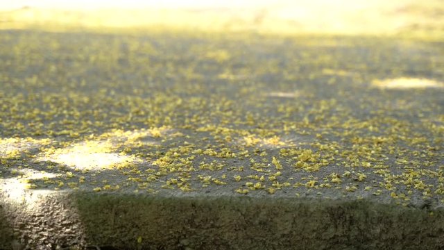 Flower Pterocarpus macrocarpus Relax bright morning and ease your eyes,  and in the morning mountains on the Narathiwat mountain, Thailand time lapse 4k.