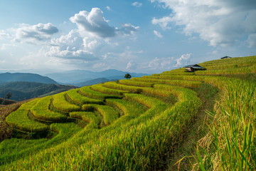 Rice terraces of hill tribe people in Mae Chaem District Chiang Mai is becoming golden, looks refreshing and relaxed.