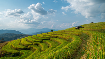Rice terraces of hill tribe people in Mae Chaem District Chiang Mai is becoming golden, looks refreshing and relaxed.