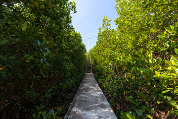 Obraz premium Mangrove trees plant in the coastal area with blue sky on a sunny day, mangrove forest in Thailand