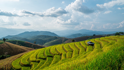 Rice terraces of hill tribe people in Mae Chaem District Chiang Mai is becoming golden, looks...