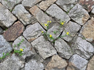 wall is consist of many stones with flowers 2