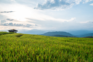 Fototapeta premium Rice terraces of hill tribe people in Mae Chaem District Chiang Mai is becoming golden, looks refreshing and relaxed.