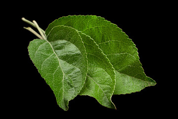 Apple leaf closeup