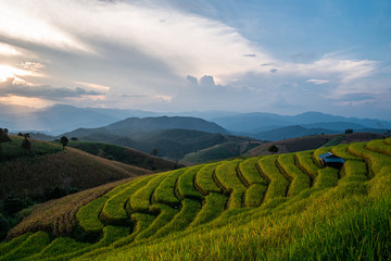 Rice terraces of hill tribe people in Mae Chaem District Chiang Mai is becoming golden, looks refreshing and relaxed.