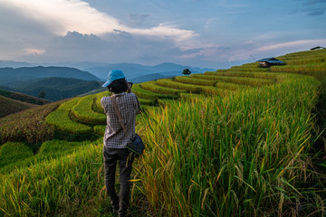 Rice terraces of hill tribe people in Mae Chaem District Chiang Mai is becoming golden, looks refreshing and relaxed.