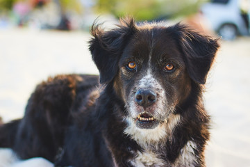 A DOG IN THE BEACH