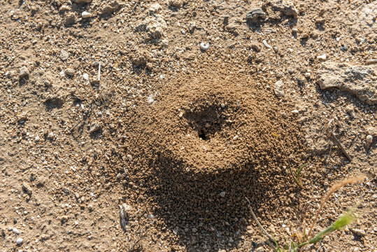 Anthill in soil, close-up image