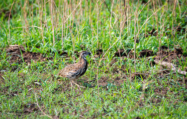 The Rain Quail find  feeds in grasses field in Thailand. (Coturnix coromandelica)