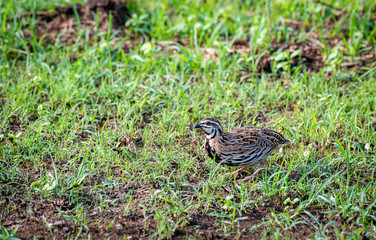 The Rain Quail find  feeds in grasses field in Thailand. (Coturnix coromandelica)