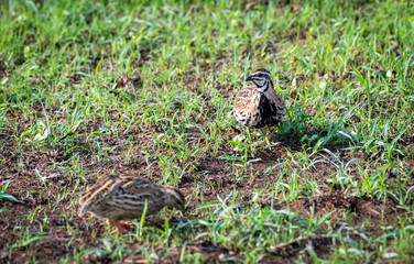 The Rain Quail find  feeds in grasses field in Thailand. (Coturnix coromandelica)