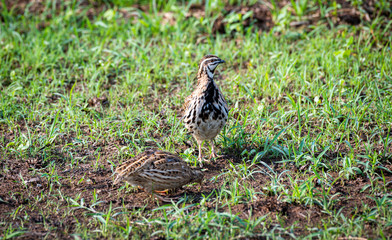 The Rain Quail find  feeds in grasses field in Thailand. (Coturnix coromandelica)