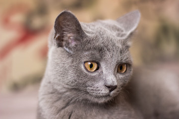 portrait of a Scottish lop-eared cat