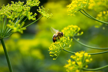 bee with pollen on a yellow flower