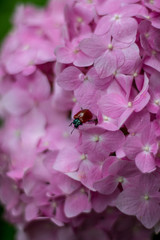 ladybug on pink flower