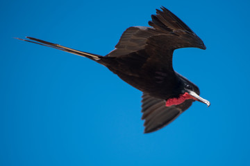 wonderful shot of a male frigatebird flying over a blue sky 
freedom concept