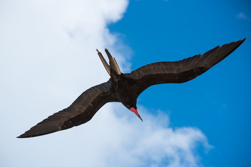wonderful shot of a male frigatebird flying over a blue sky 
freedom concept
