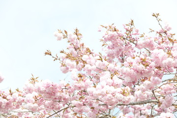 桜の花