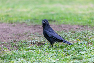Crow walking on the grass