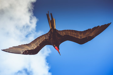 wonderful shot of a male frigatebird flying over a blue sky 
freedom concept