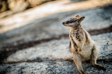 ロックワラビー - Rock wallaby in Cairns, QLD, Australia
