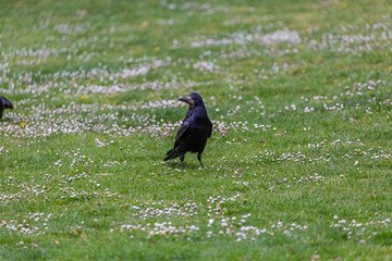 Crow walking on the grass
