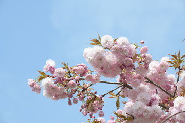 桜の花