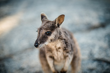 ロックワラビー - Rock wallaby in Cairns, QLD, Australia