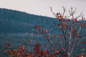 autumn trees with semi bare branches and a few autumn leaves left and mountains in the background