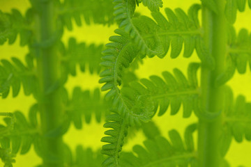 Growing fern. Stalks and leaves. Natural light background or wallpaper. Green bright floral pattern on a yellow backdrop. Spring, summer and warm season. Reduced contrast. Macro