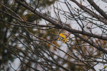 autumn trees with semi bare branches and a few autumn leaves left