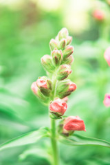 red tulips on green background