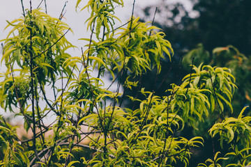 small fruit tree with light green leaves outdoor in a backyard