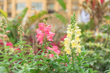 pink and yellow flowers