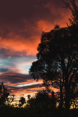 pink sunrise with beautiful clouds among gum trees shot in a backyard in Tasmania