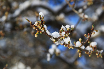 spring blossom tree branch in snow
