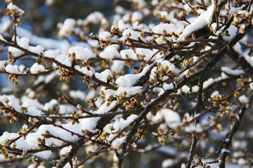 spring blossom tree branch in snow