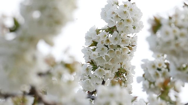 Beautiful a branch of sweet cherry (Prunus avium) with flowers