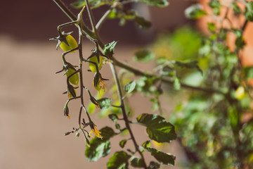 tomato plant with fruits outdoor in sunny backyard