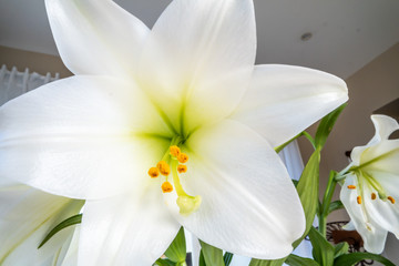 Easter lily Lilium longiflorum in full blossom