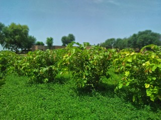 Fototapeta na wymiar vineyard in summer