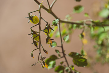 tomato plant with fruits outdoor in sunny backyard