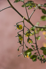 tomato plant with fruits outdoor in sunny backyard
